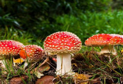 17ccgcg吃瓜爆料蘑菇,蘑菇背后的惊人真相